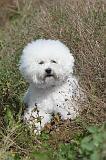 BICHON FRISE 295